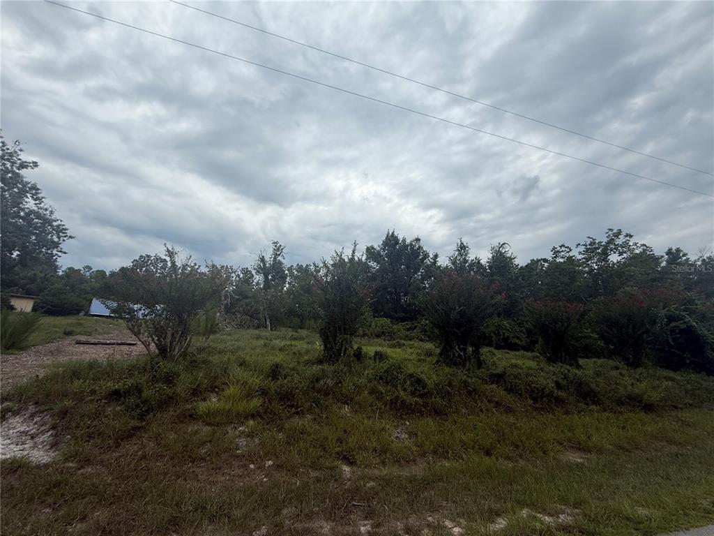 A grassy, undeveloped lot features several small trees under a cloudy sky — 31514 DIVISION STREET, DELAND, FL