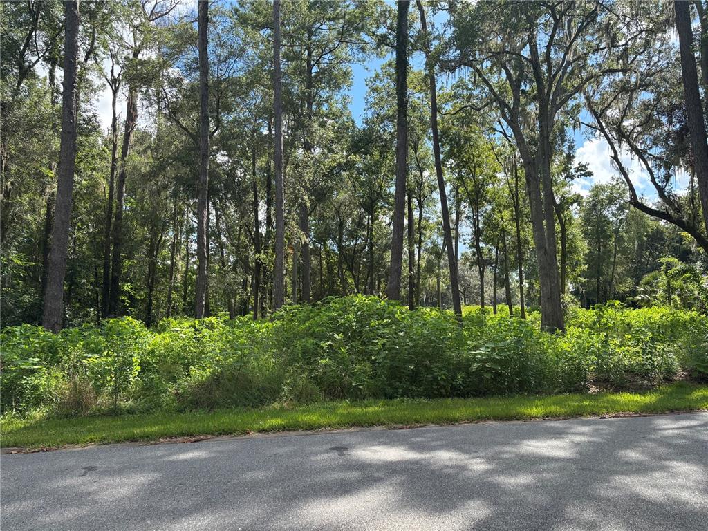 A paved road borders a wooded lot filled with dense green vegetation and tall trees — 1555 SE 73RD PLACE, OCALA, FL