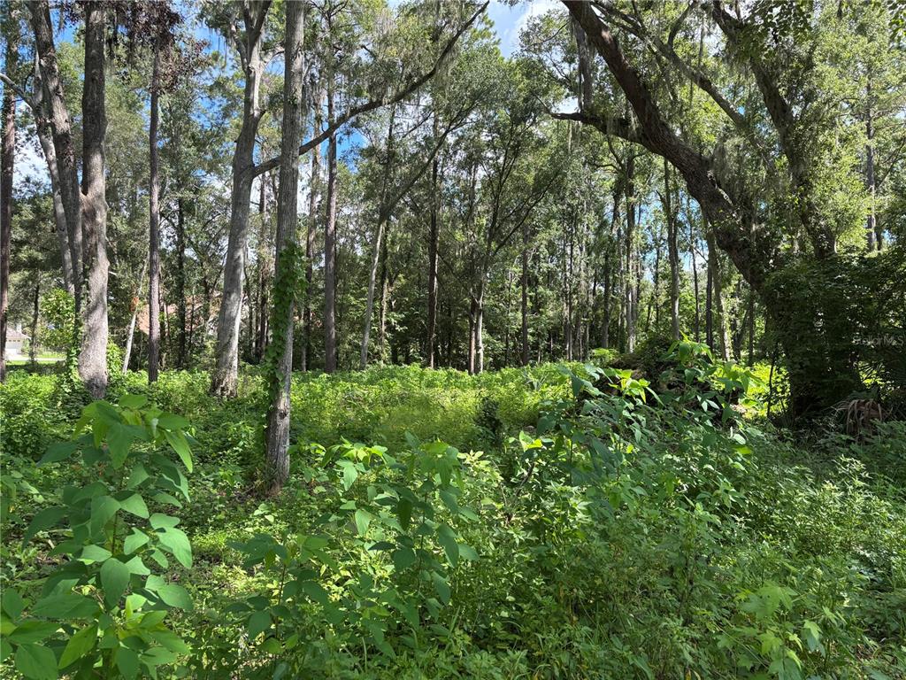 A dense, wooded lot covered in green undergrowth and tall trees under a blue sky — 1555 SE 73RD PLACE, OCALA, FL