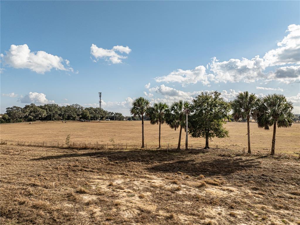 A wide, dry field features a row of palm trees and a distant cell tower — COUNTY ROAD 101, OXFORD, FL