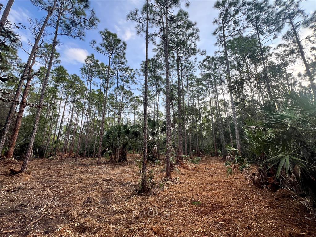 A wooded lot features tall pine trees and scattered palmetto plants over a cleared ground — PANTERA LN, NAPLES, FL