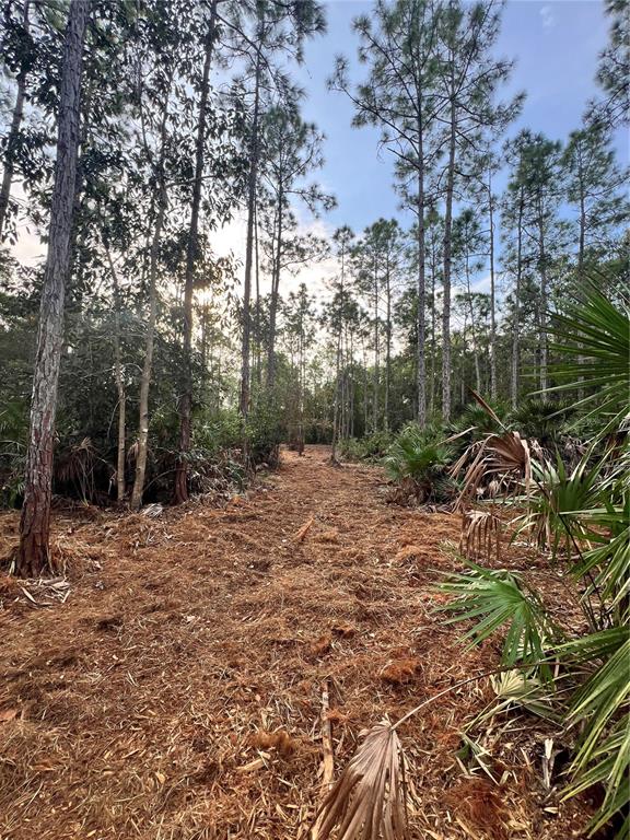 A clearing in a wooded area with pine trees and palmetto plants — PANTERA LN, NAPLES, FL