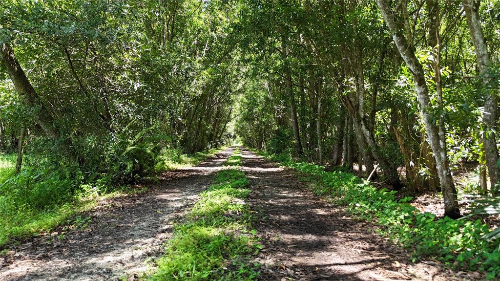A dirt path leads through a dense, tree-lined forest area — PANTERA LN, NAPLES, FL