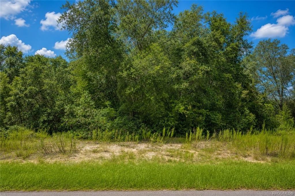 A grassy roadside leads to a sandy lot backed by a dense stand of trees — 7622 N FISHER TERRACE, CITRUS SPRINGS, FL