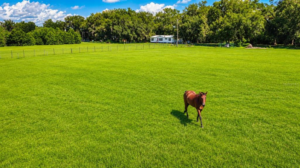 A brown horse walks across a large, fenced green pasture with a house in the background — 14240 SR 471, WEBSTER, FL