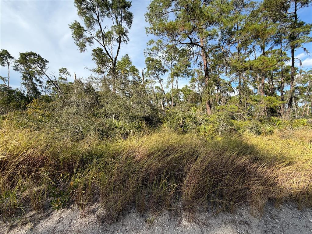 A view of a sandy area with tall grasses leading to a dense wooded forest — 478 DARTER AVENUE, SEBRING, FL