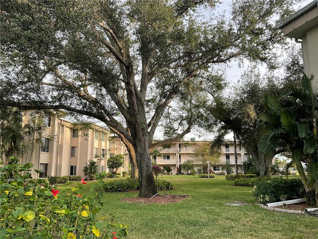 A large tree stands in a grassy courtyard between two multi-story apartment buildings — 2244 WINKLER AVENUE UNIT 301, FORT MYERS, FL