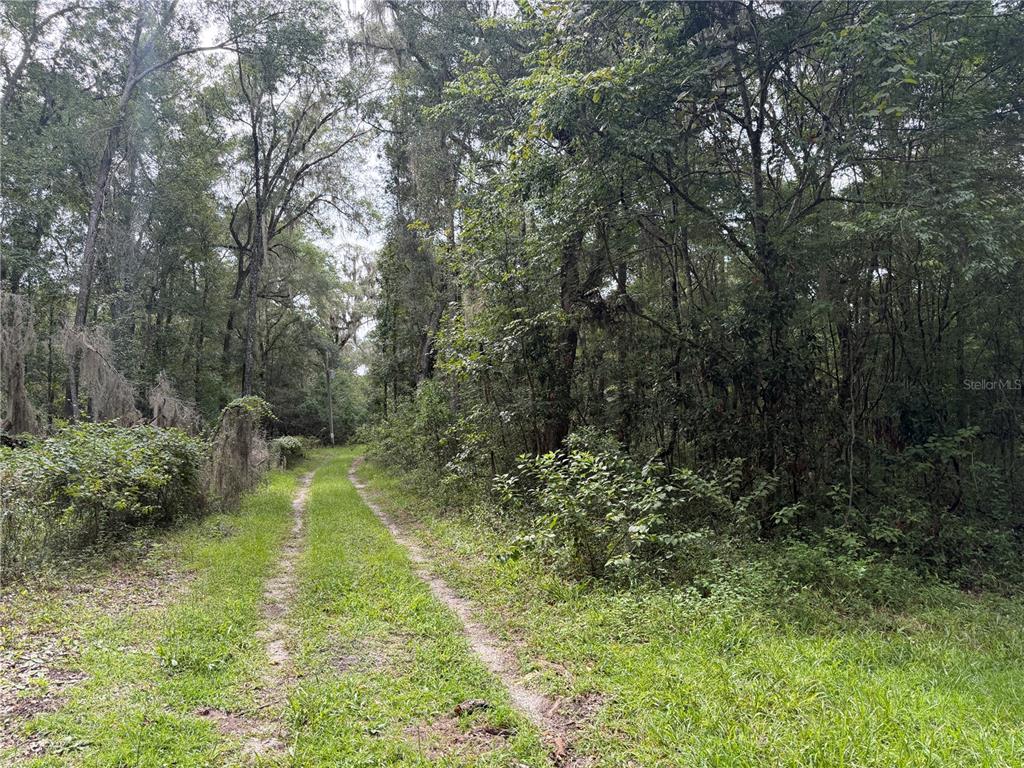 A dirt path leads through a dense, wooded forest area with tall trees and vegetation — TBD SW 89TH STREET, GAINESVILLE, FL