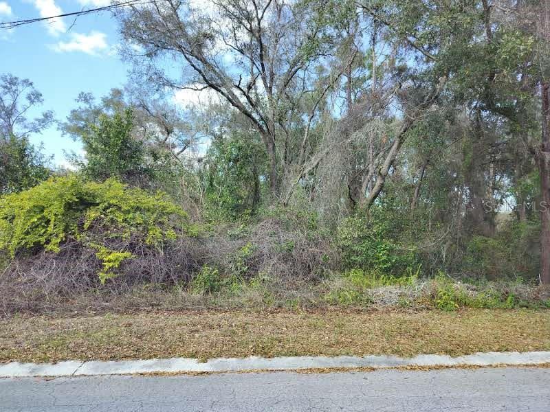 A vacant, wooded lot is covered in dense vegetation and trees behind a paved road — 204 ADELPHI STREET, INVERNESS, FL