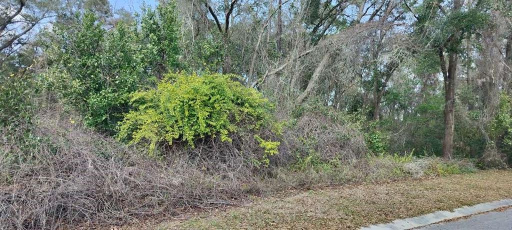 A wooded, undeveloped lot with dense brush and trees along a paved road — 204 ADELPHI STREET, INVERNESS, FL