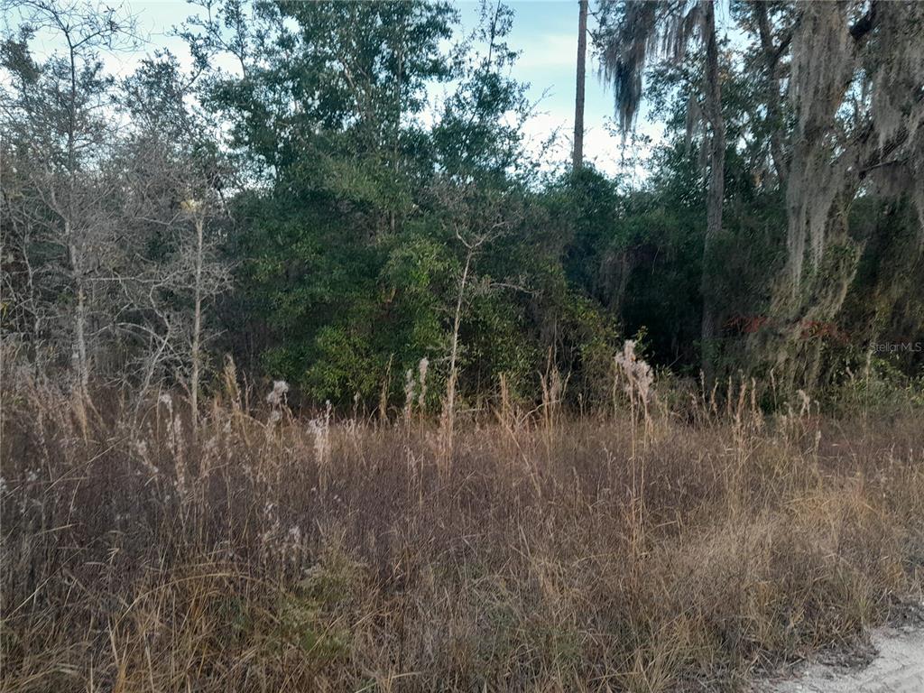 A view of a vacant, overgrown lot with tall grass and dense trees — 1531 NE 123RD AVENUE, WILLISTON, FL