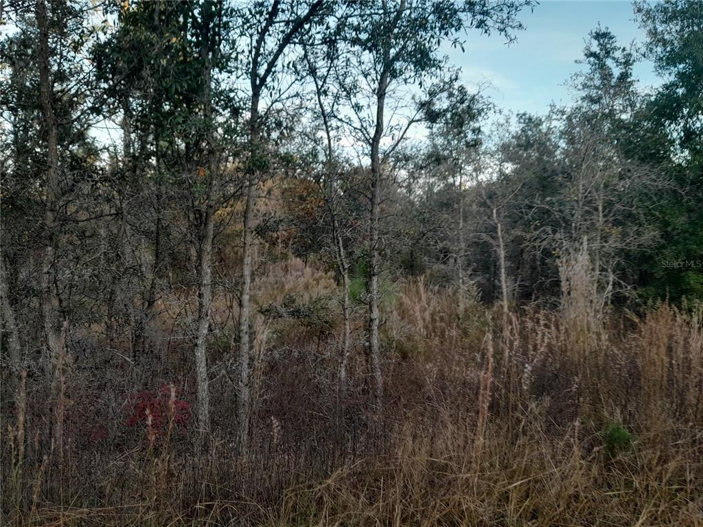 A view of a wooded lot with tall dry grass and scattered trees — 1531 NE 123RD AVENUE, WILLISTON, FL