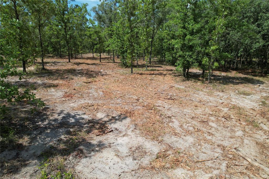 A view of a sandy, partially cleared wooded lot with scattered tree debris — 53RD LANE, MORRISTON, FL