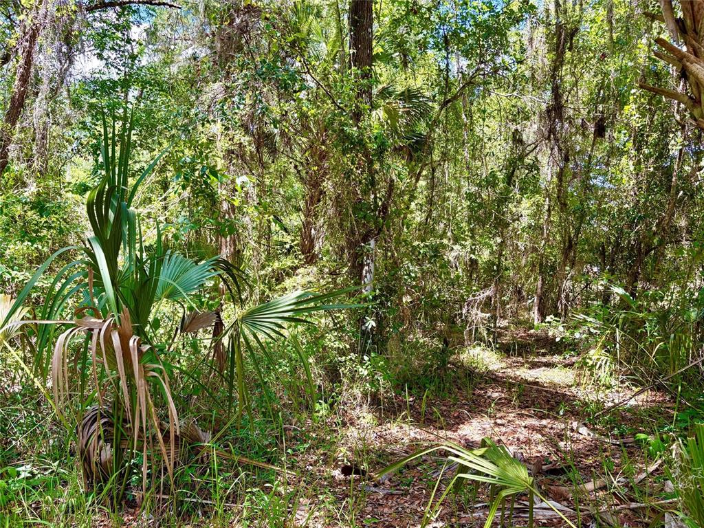 A dense, wooded lot filled with various trees, palm plants, and ground-level foliage — OLD CRYSTAL RIVER ROAD, BROOKSVILLE, FL
