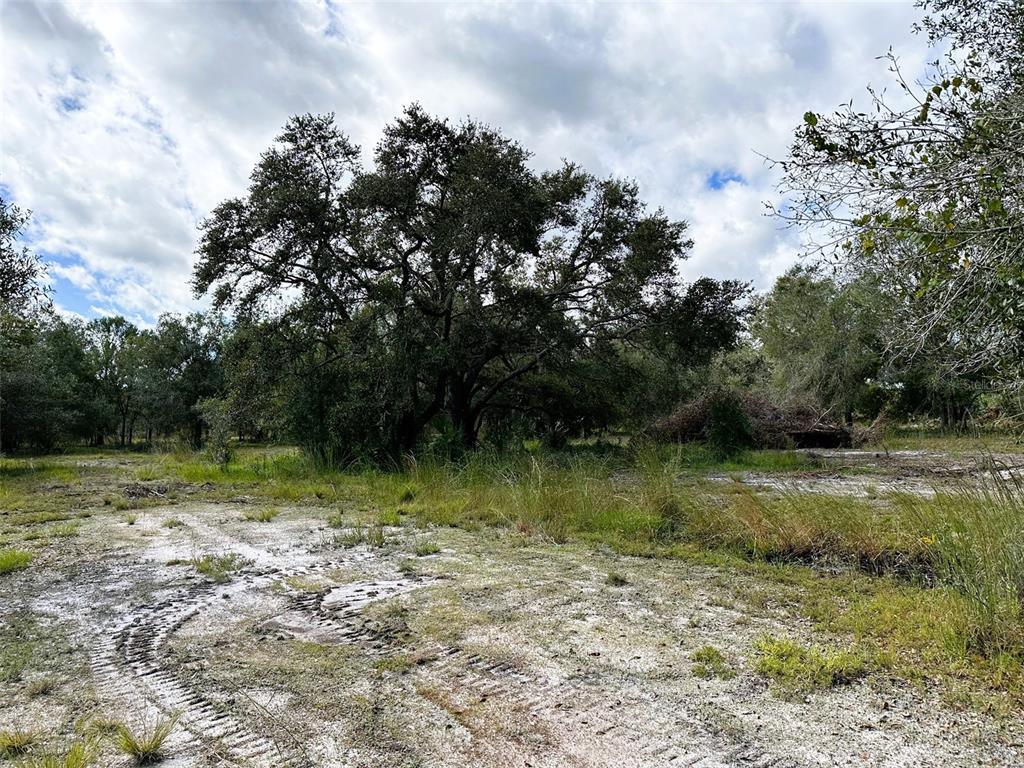 A large oak tree stands in a clearing with sandy soil and tire tracks — SE TOMLIN #2 DRIVE, ARCADIA, FL