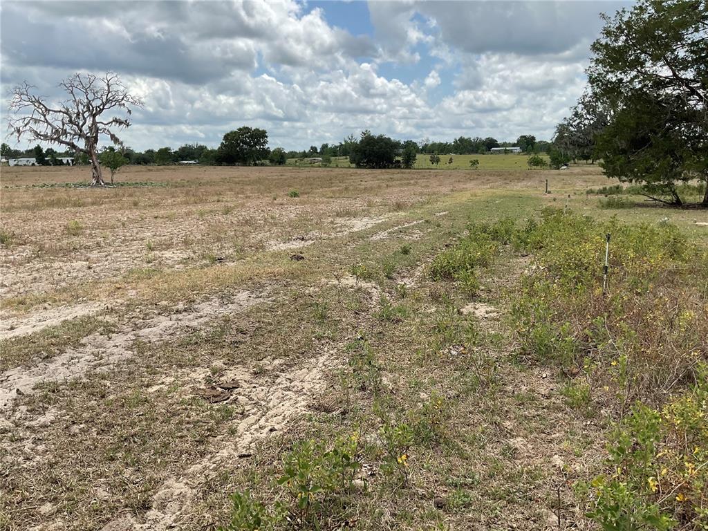 A wide, flat, grassy field under a cloudy sky with a large, bare tree — NE 46TH LANE, BRONSON, FL