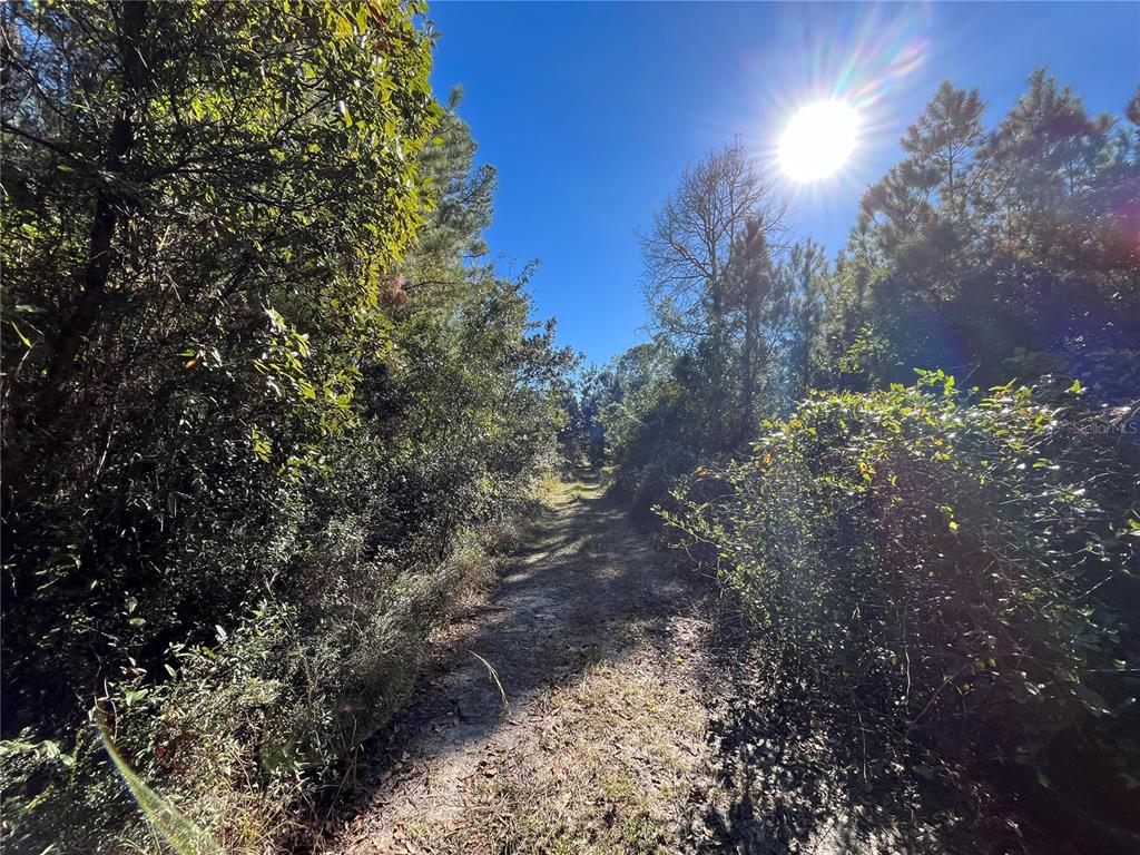 A dirt path winds through a wooded area under a bright, sunny sky — 223 MOURNING DOVE ROAD, SATSUMA, FL