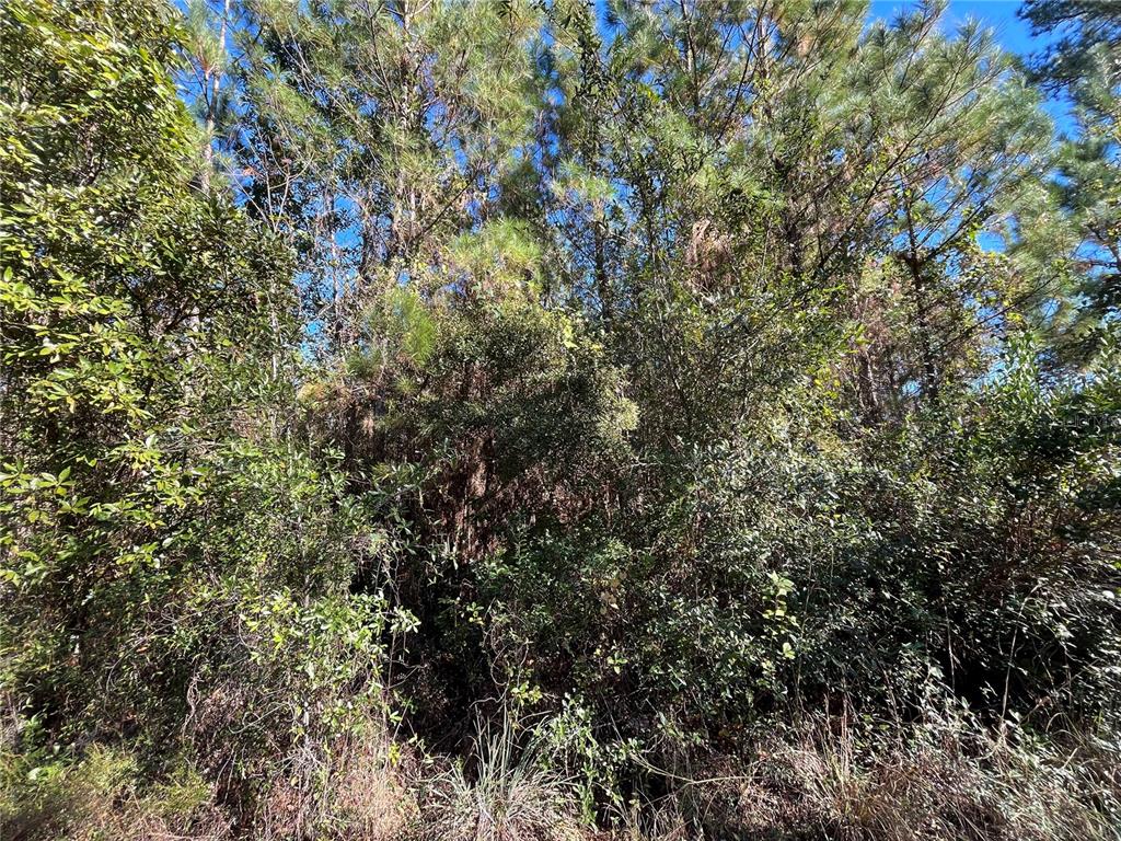 A dense, wooded lot features a mix of tall pine trees and thick underbrush — 223 MOURNING DOVE ROAD, SATSUMA, FL