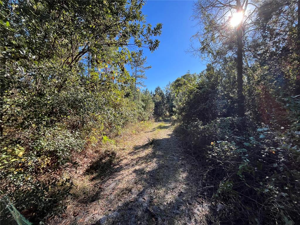 A dirt path winds through a dense, sunlit forest with tall trees and thick vegetation — 223 MOURNING DOVE ROAD, SATSUMA, FL