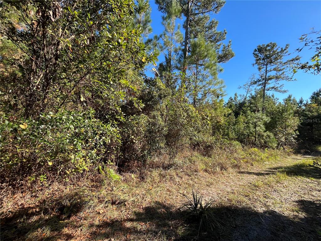 A view of a wooded, undeveloped lot with pine trees and dense underbrush under a sky — 223 MOURNING DOVE ROAD, SATSUMA, FL
