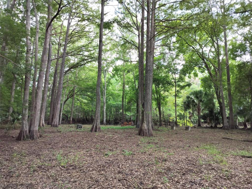 A wooded area with tall cypress trees and a small wooden bench in the distance — 523 S TUCK POINT, INVERNESS, FL