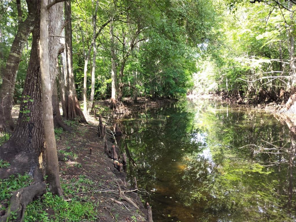 A narrow, calm stream flows through a wooded area with cypress trees and exposed roots — 523 S TUCK POINT, INVERNESS, FL