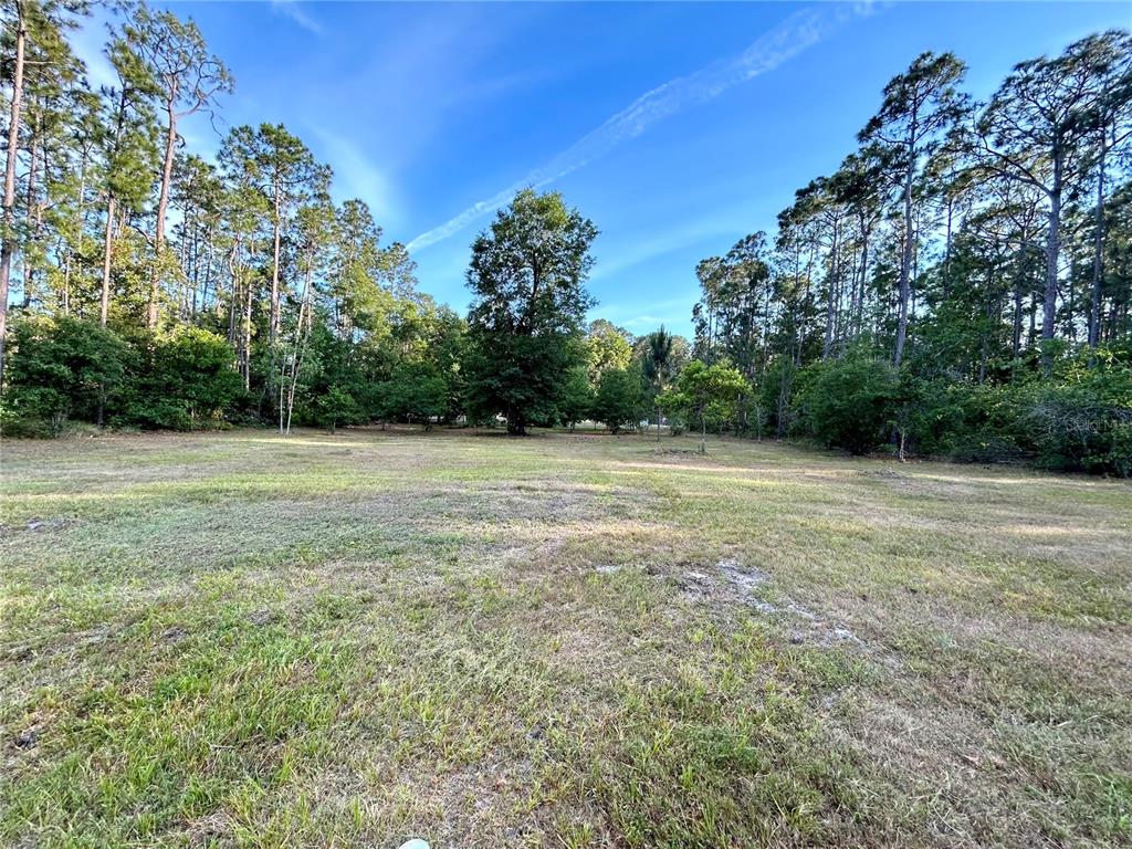 A grassy, open lot is surrounded by a dense forest of tall pine trees — LIMPKIN LANE, FROSTPROOF, FL