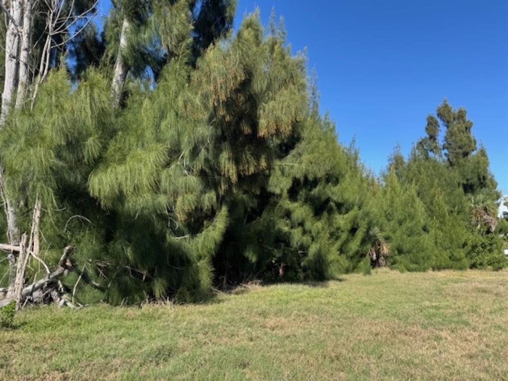 A grassy field sits in front of a dense row of tall, needle-leaved evergreen trees — 75 GREEN DOLPHIN DRIVE N, PLACIDA, FL