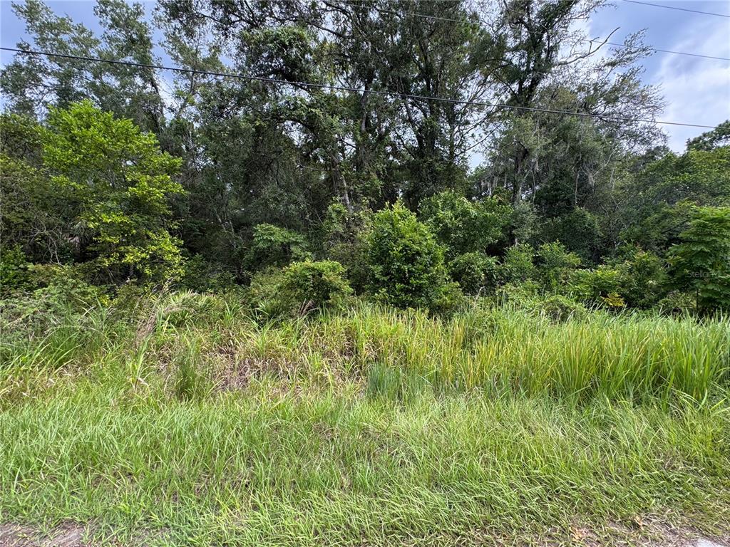 A view of a densely wooded, undeveloped lot covered in tall grass and thick vegetation — 3193 E PORTER STREET, INVERNESS, FL