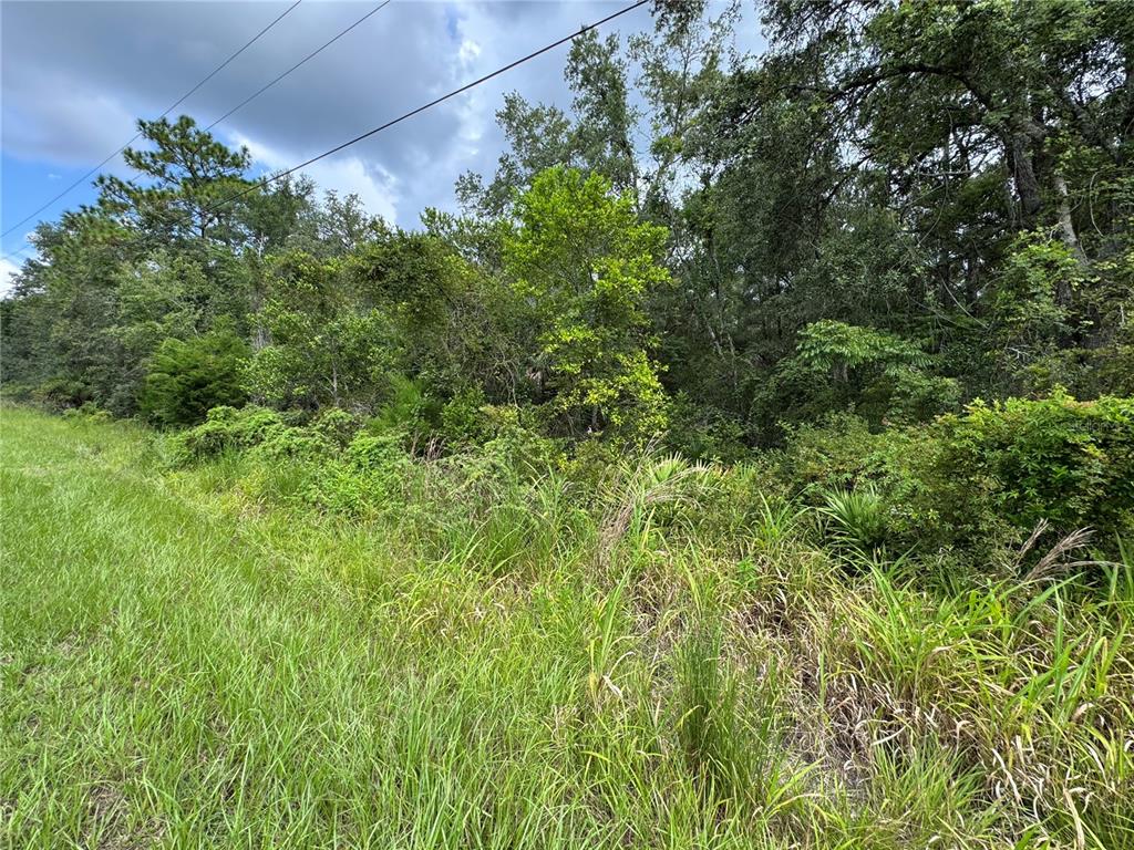 A grassy field borders a dense line of trees and shrubs under a cloudy sky — 3193 E PORTER STREET, INVERNESS, FL