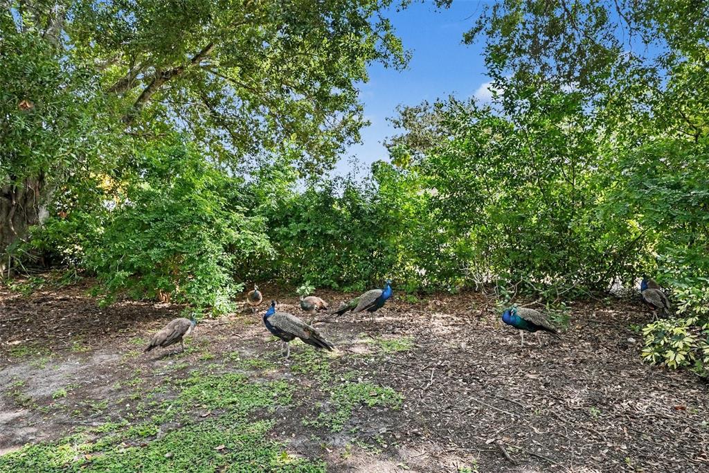 2400 INDIGO DR, CLEARWATER, FL — photo 5 of 22