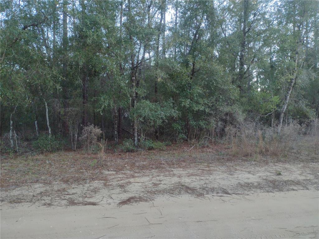A dirt road runs in front of a densely wooded, undeveloped plot of land — 89 TUCKER LAKE ROAD, MELROSE, FL