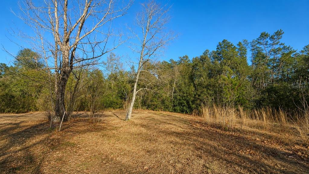 A grassy clearing sits in front of a dense line of trees under a blue sky — 14175 SE 209TH TERRACE, UMATILLA, FL