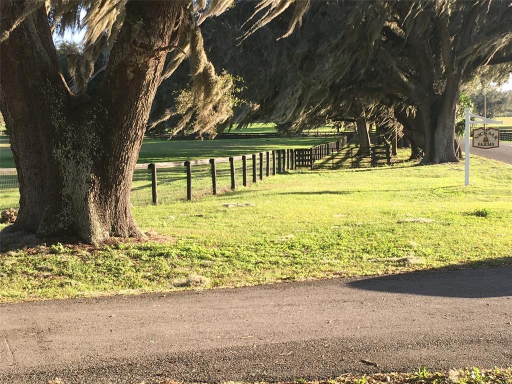 A paved driveway runs alongside a fenced pasture with trees in the background — 9549 NW 80TH AVENUE, OCALA, FL