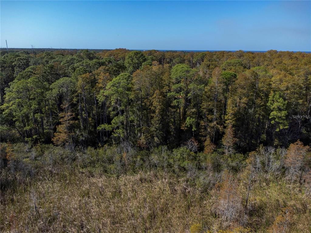 An aerial view shows a grassy field in the foreground leading to a dense forest — NO ADDRESS ASSIGNED, HOLIDAY, FL