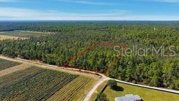 A wooded area features pine trees, palmetto bushes, and a ground covered in pine needles — 9478 N TIMBER CREEK TERRACE, DUNNELLON, FL