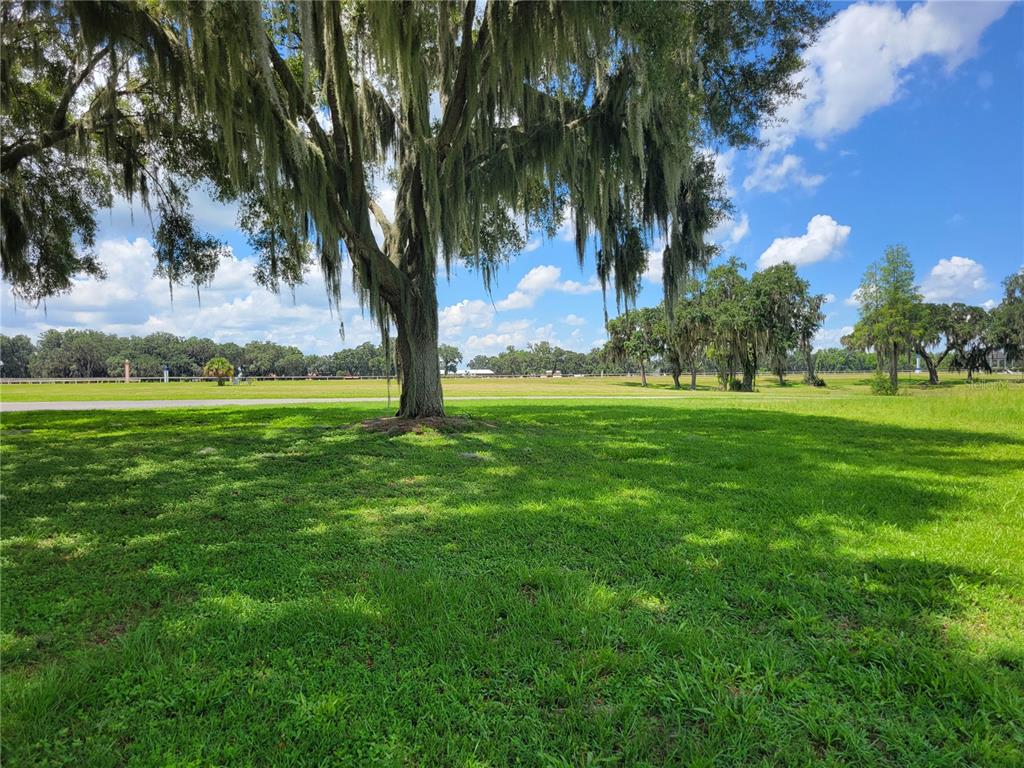A large oak tree with Spanish moss stands in a grassy field under a blue sky — 0 SE 61ST TERRACE ROAD UNIT 16, SUMMERFIELD, FL