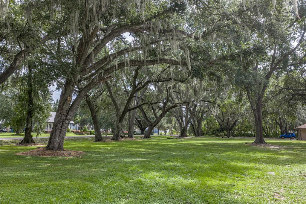 A grassy yard features several large, mature oak trees draped with Spanish moss — 3501 E TRAPNELL ROAD, PLANT CITY, FL