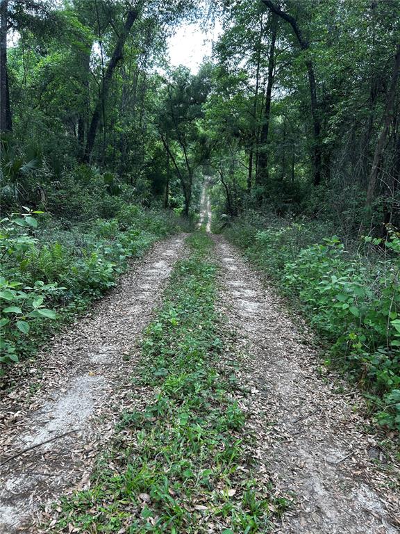 A dirt path leads through a dense forest with a steep incline in the distance — TBD NW 123RD PLACE, CITRA, FL