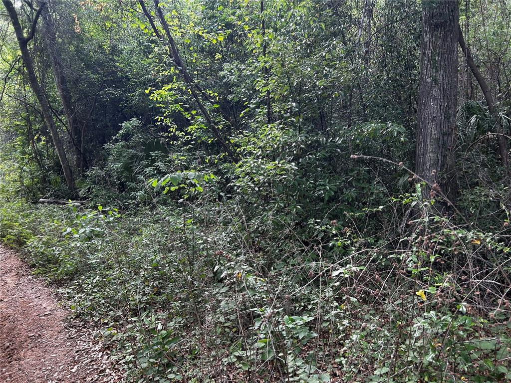 A dirt path runs alongside a dense, wooded area filled with trees and thick undergrowth — TBD NW 123RD PLACE, CITRA, FL
