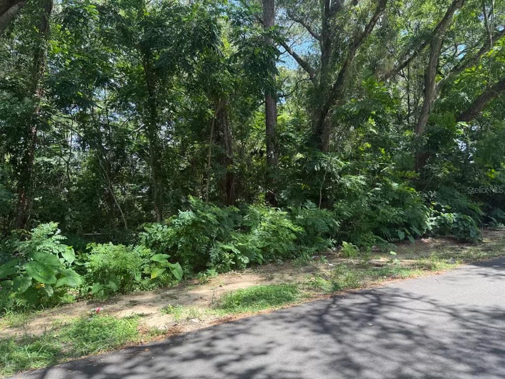 A paved road runs alongside a densely wooded, undeveloped lot with thick green vegetation — 3090 SE 20TH AVENUE, GAINESVILLE, FL