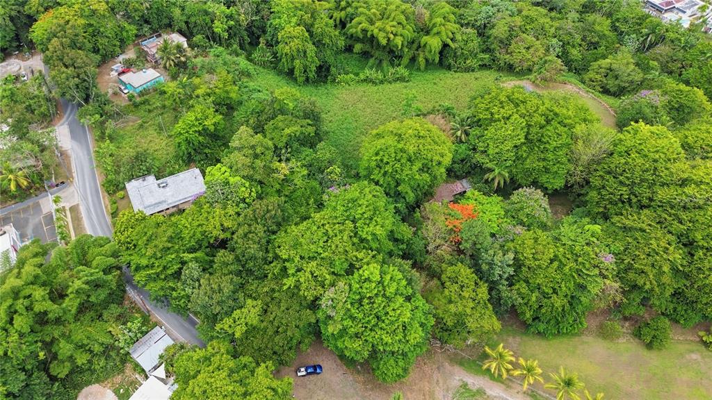 A view of a wooded area with dense trees, foliage, and a leaf-covered forest floor — PR 176 KM6.6 CUPEY ALTO, SAN JUAN, PR