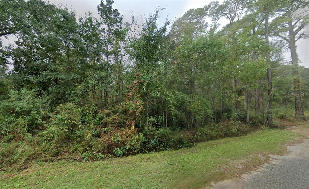 A wooded lot with dense vegetation and tall trees borders a grassy roadside area — 6339 GREY HERON DRIVE, MILTON, FL