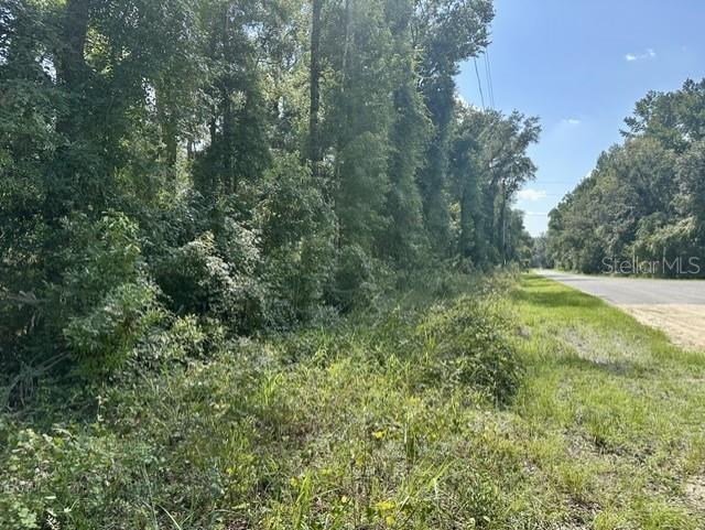 A view of a paved road running alongside a dense line of trees and vegetation — NE 597TH STREET, OLD TOWN, FL