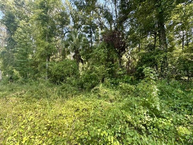 A dense, overgrown wooded lot with tall trees and thick ground vegetation — NE 597TH STREET, OLD TOWN, FL