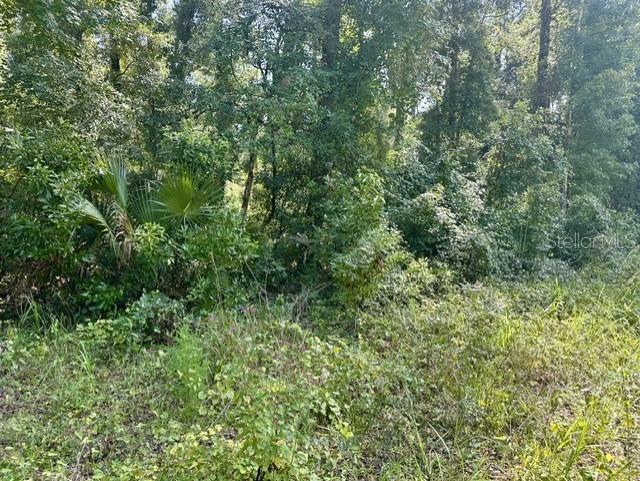 A dense, wooded area features tall trees, thick underbrush, and several palmetto plants — NE 597TH STREET, OLD TOWN, FL
