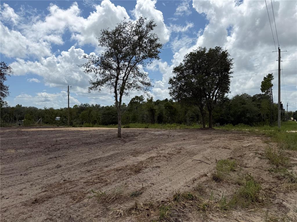 A cleared, sandy lot features two large trees under a cloudy blue sky — TBD NE 88TH LANE, BRONSON, FL