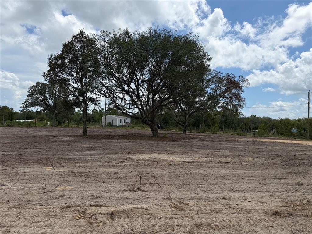 A large, cleared dirt lot features several mature oak trees under a cloudy sky — TBD NE 88TH LANE, BRONSON, FL