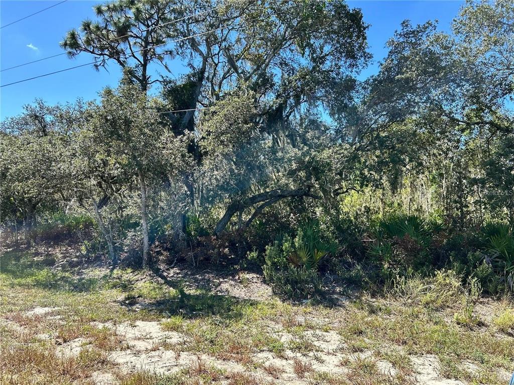 A view of a wooded lot with sandy ground and dense trees under a blue sky — WOODSTORK WAY, FROSTPROOF, FL