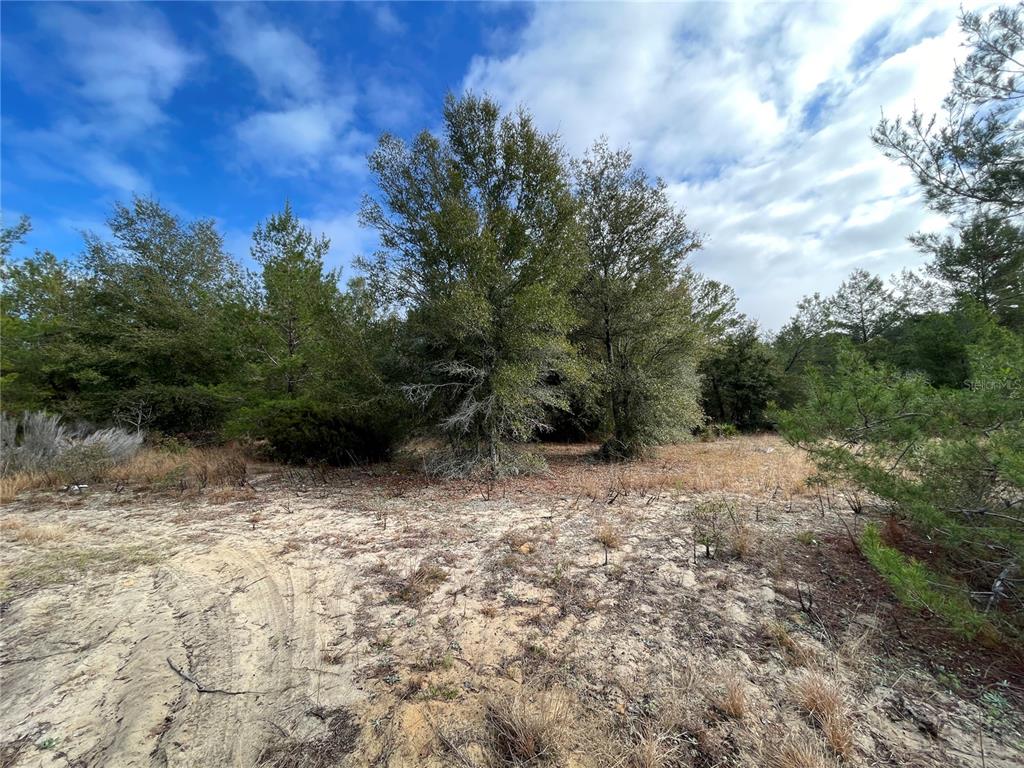 A sandy, undeveloped lot features scattered trees and dry brush under a partly cloudy sky — 00 SR 20, INTERLACHEN, FL